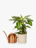 The Little Botanical Copper Watering Can & Calathea
