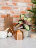 The Little Botanical Copper Watering Can & Calathea