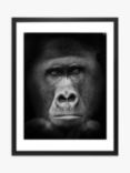 Gorilla Framed Print & Mount, 81 x 65.5cm, Black/White