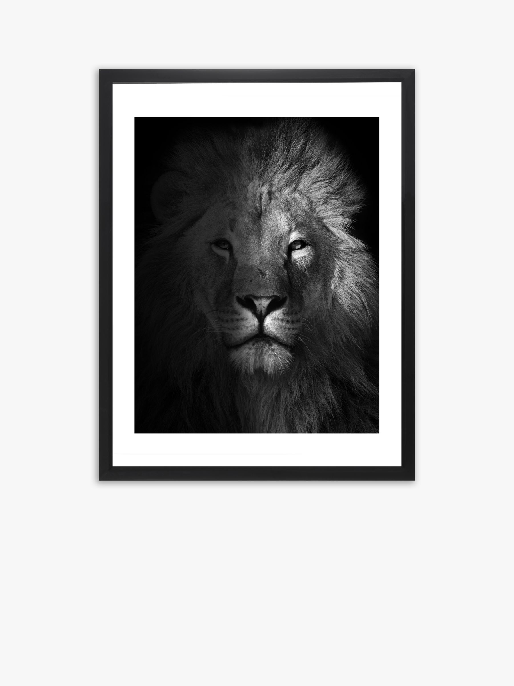 Påstået suge mm Lion Framed Print & Mount, 81 x 65.5cm, Black/White