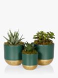 The Little Botanical Christmas Succulent Trio Set