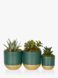 The Little Botanical Christmas Succulent Trio Set