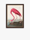 John James Audubon - 'American Flamingo' Framed Print, 77 x 57cm, Pink