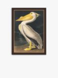 John Lewis John James Audubon 'American White Pelican' Framed Print, 77 x 57cm, White