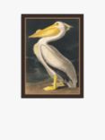John Lewis John James Audubon 'American White Pelican' Framed Print, 77 x 57cm, White