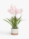 John Lewis Artificial Mini Orchid in Ceramic Pot