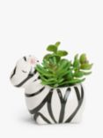 John Lewis Succulent in Ceramic Zebra Pot