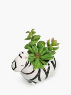 John Lewis Succulent in Ceramic Zebra Pot