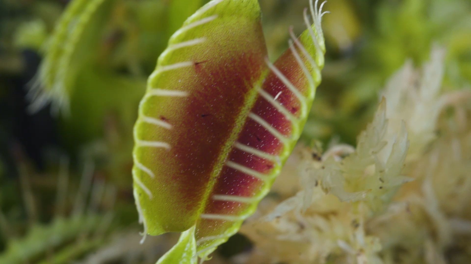 How to care for your Venus flytrap | John Lewis | Kew Gardens