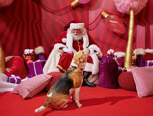13 gifts to give your dog this Christmas