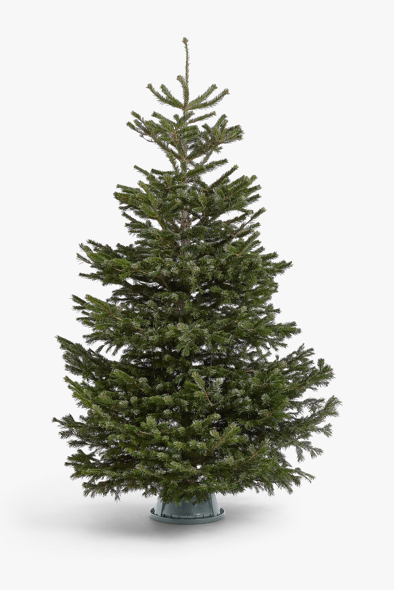 Get a sustainable Christmas tree