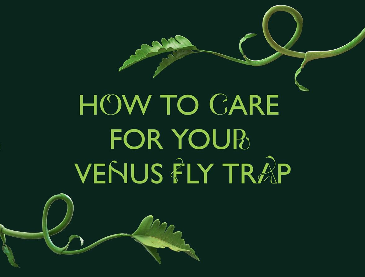 How to care for Snapper, your Venus fly trap